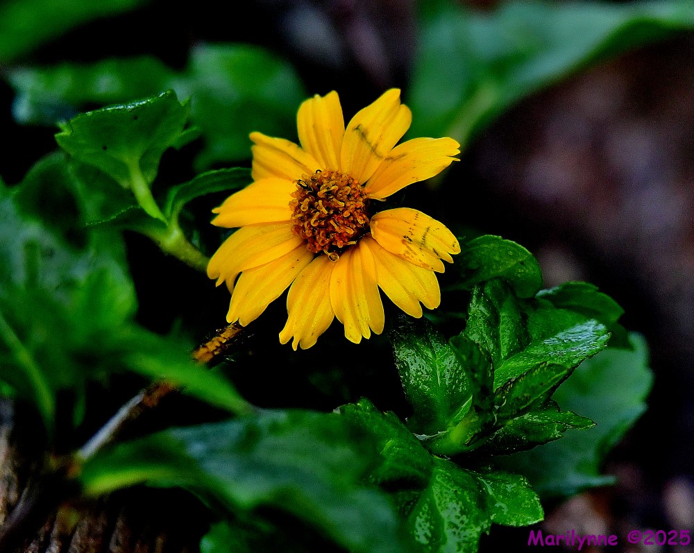 DSC_7511_001.JPG