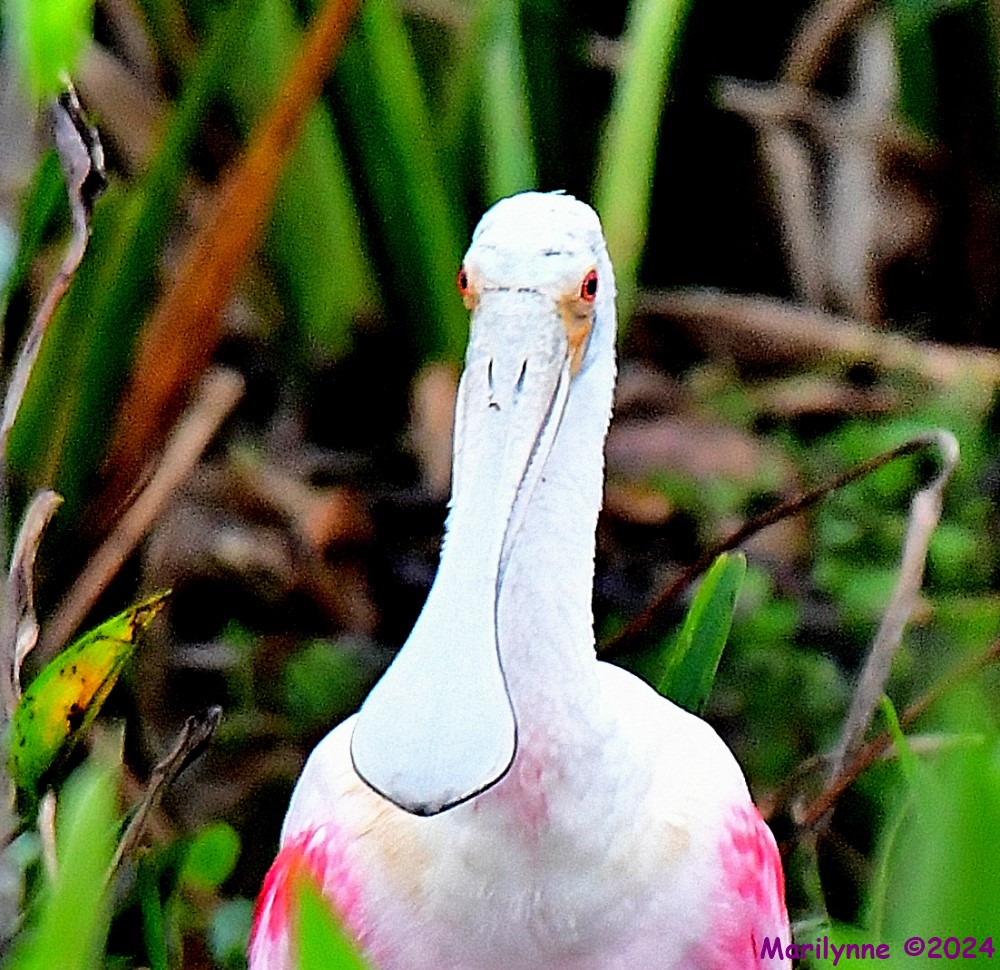 DSC_7513_001_01.JPG