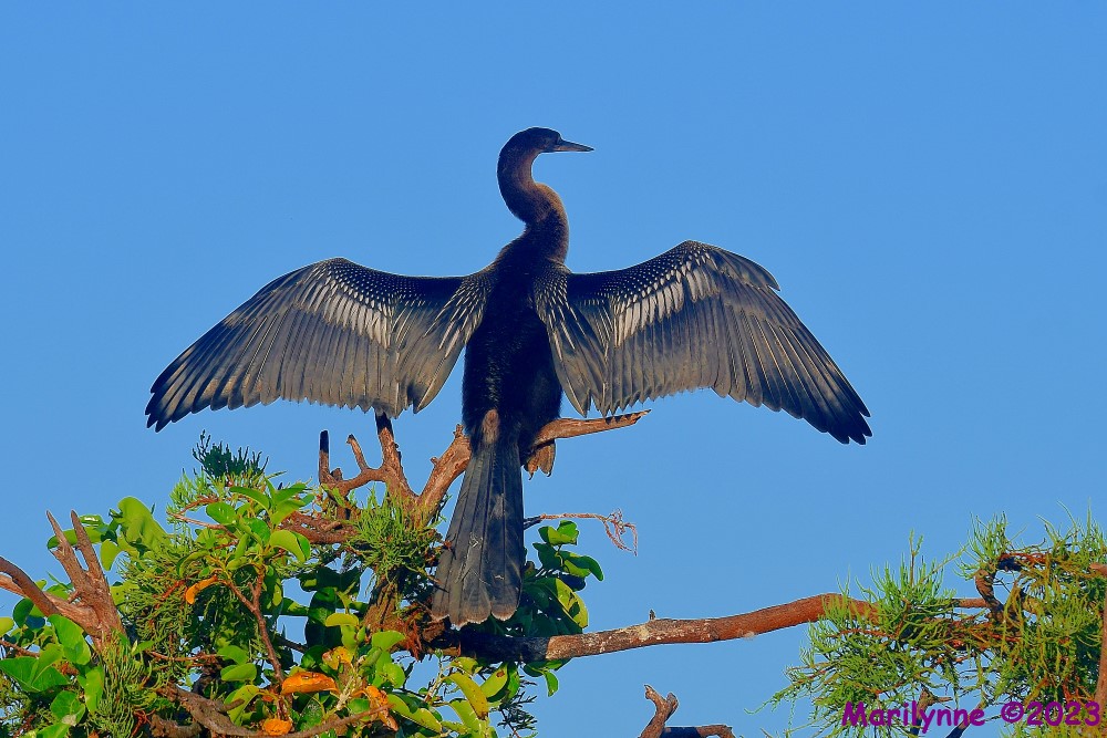 DSC_7514_001.JPG