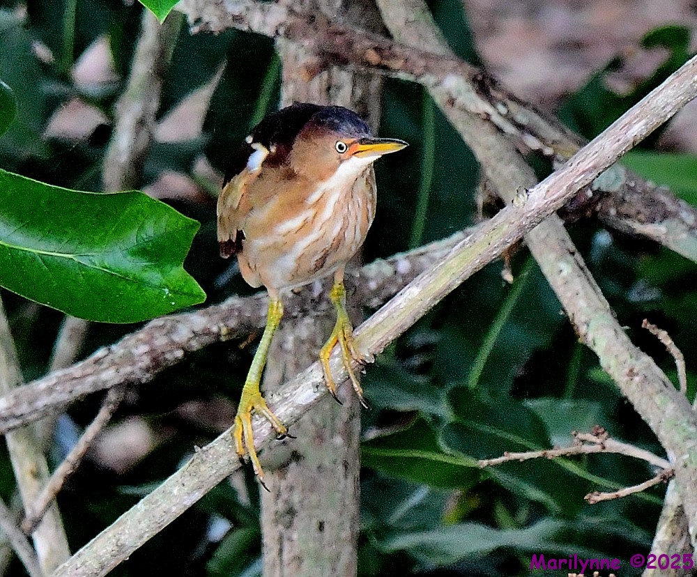 DSC_7514_001.JPG