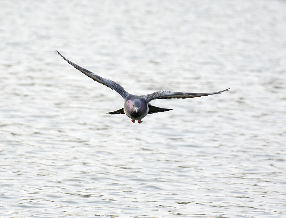 DSC_7516.jpg