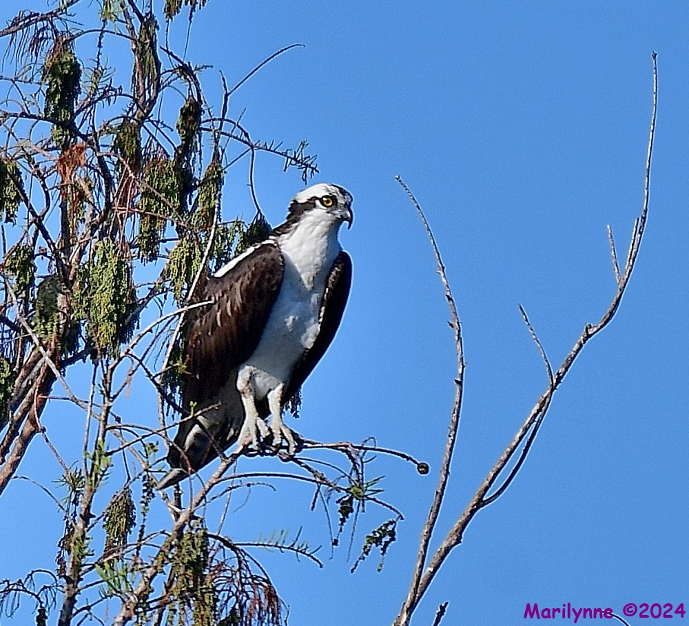 DSC_7516_001.JPG