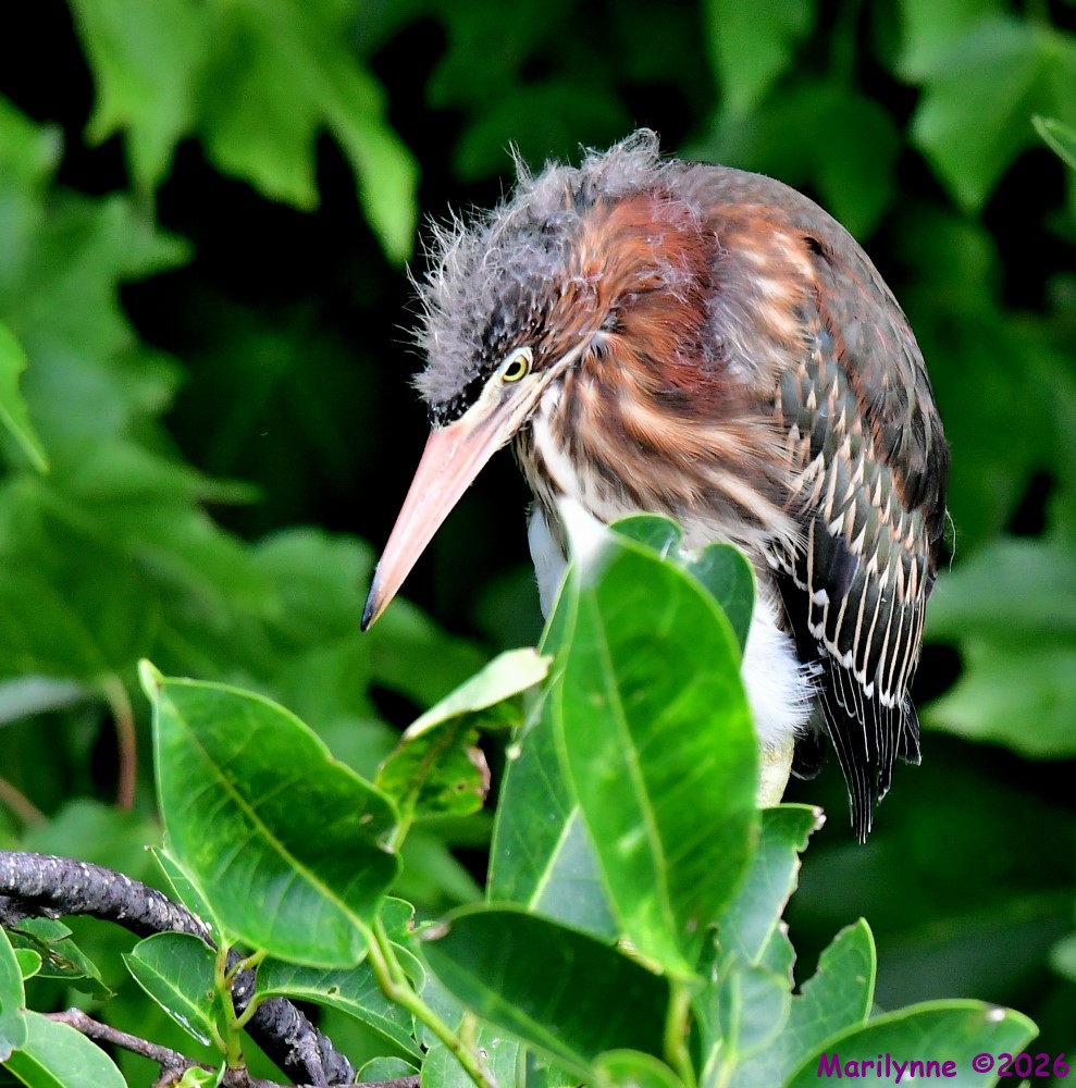DSC_7521_001.JPG