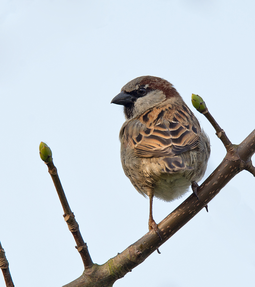DSC_7522.jpg