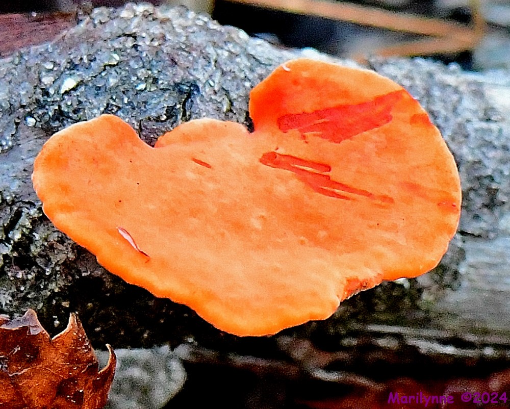 DSC_7523_001.JPG