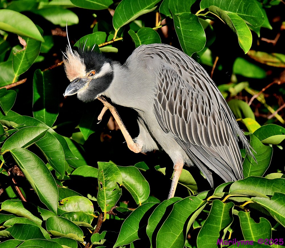 DSC_7523_001.JPG