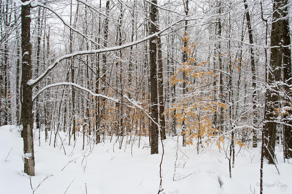 DSC_7524.jpg