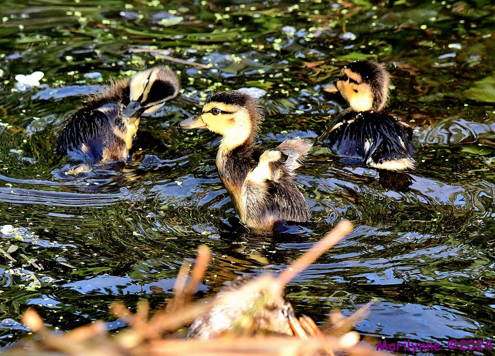 DSC_7524_001.JPG