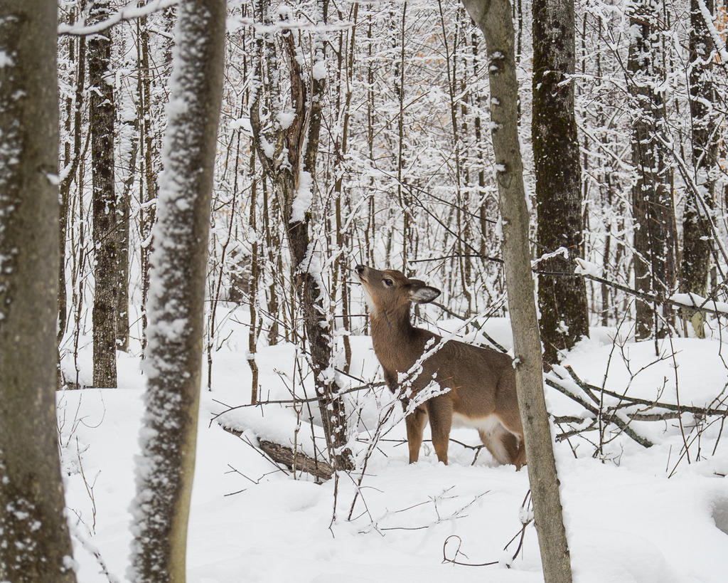DSC_7525.jpg