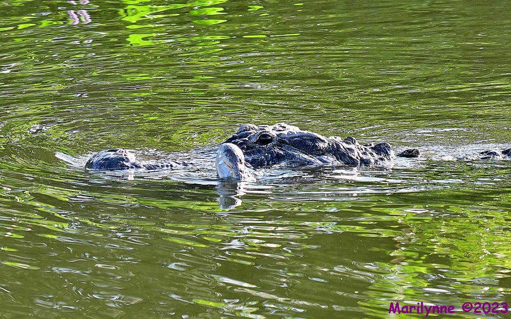 DSC_7525_001.JPG