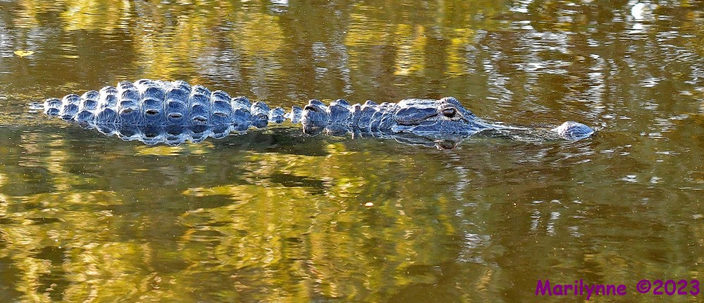DSC_7525_001.JPG