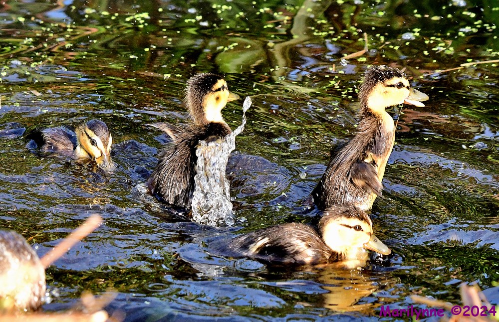 DSC_7525_001.JPG