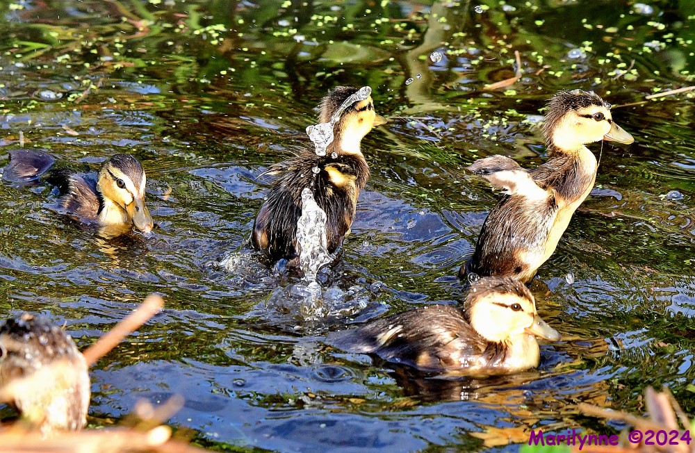 DSC_7526_001.JPG