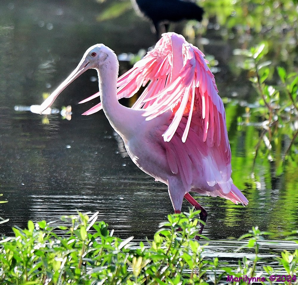 DSC_7528_001.JPG