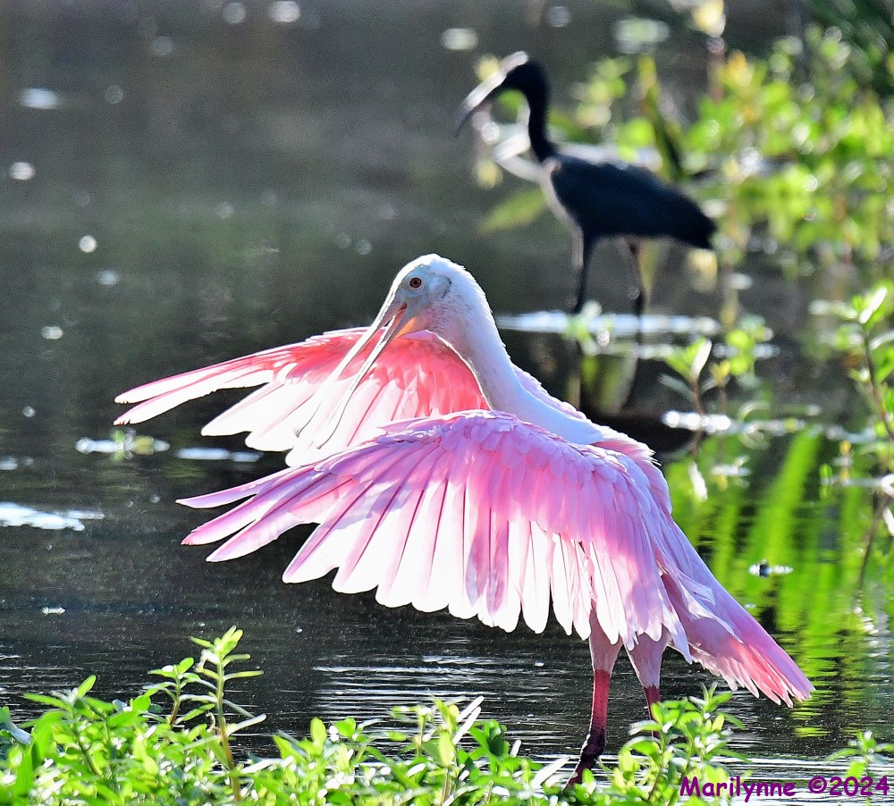 DSC_7531_001.JPG