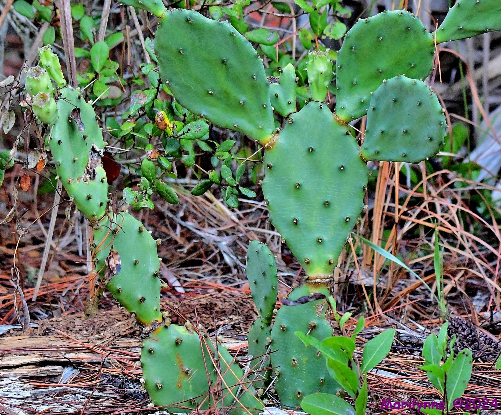 DSC_7531_001.JPG