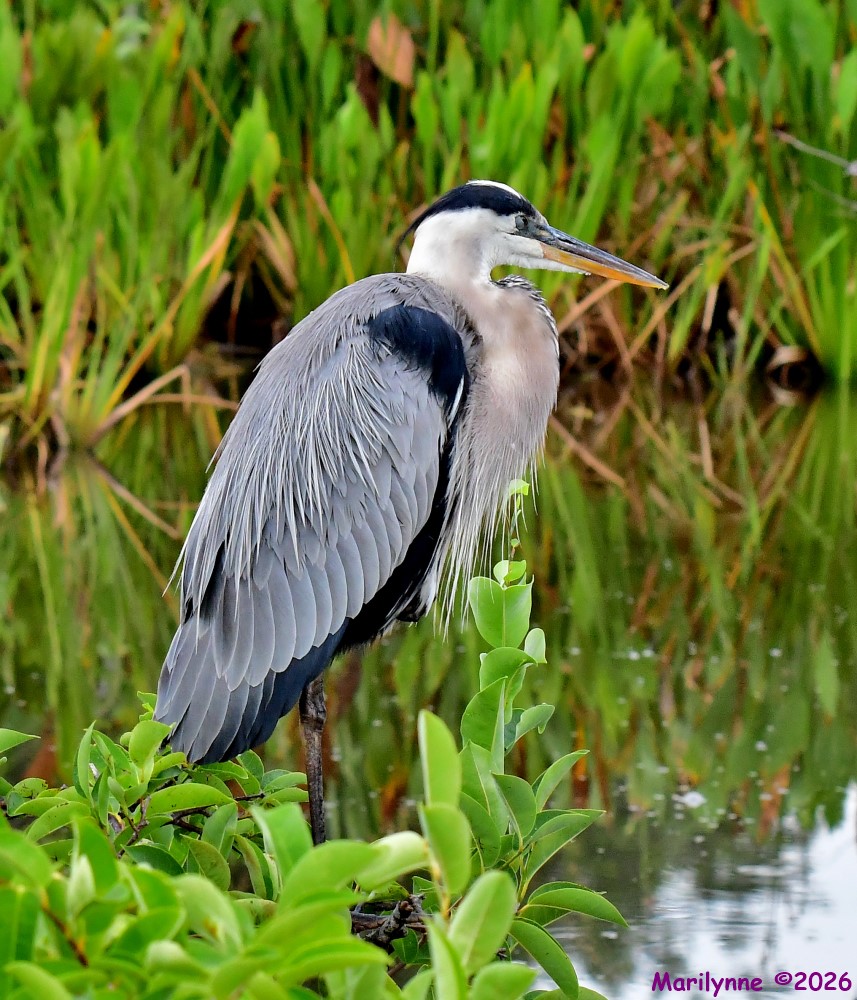 DSC_7531_001.JPG