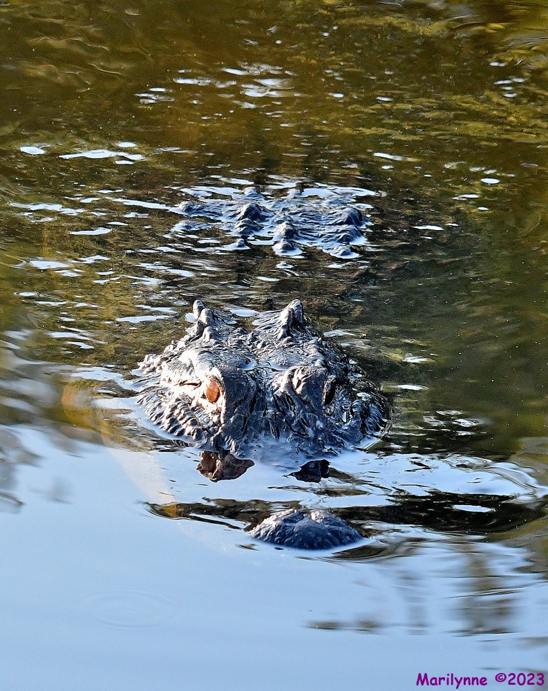 DSC_7533_001.JPG