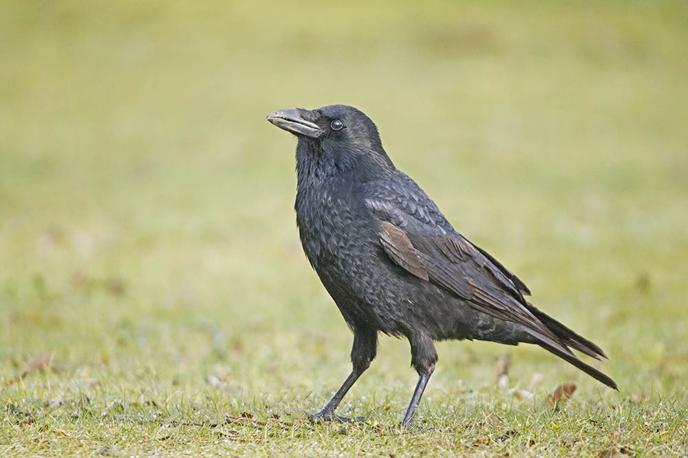 DSC_7535.jpg