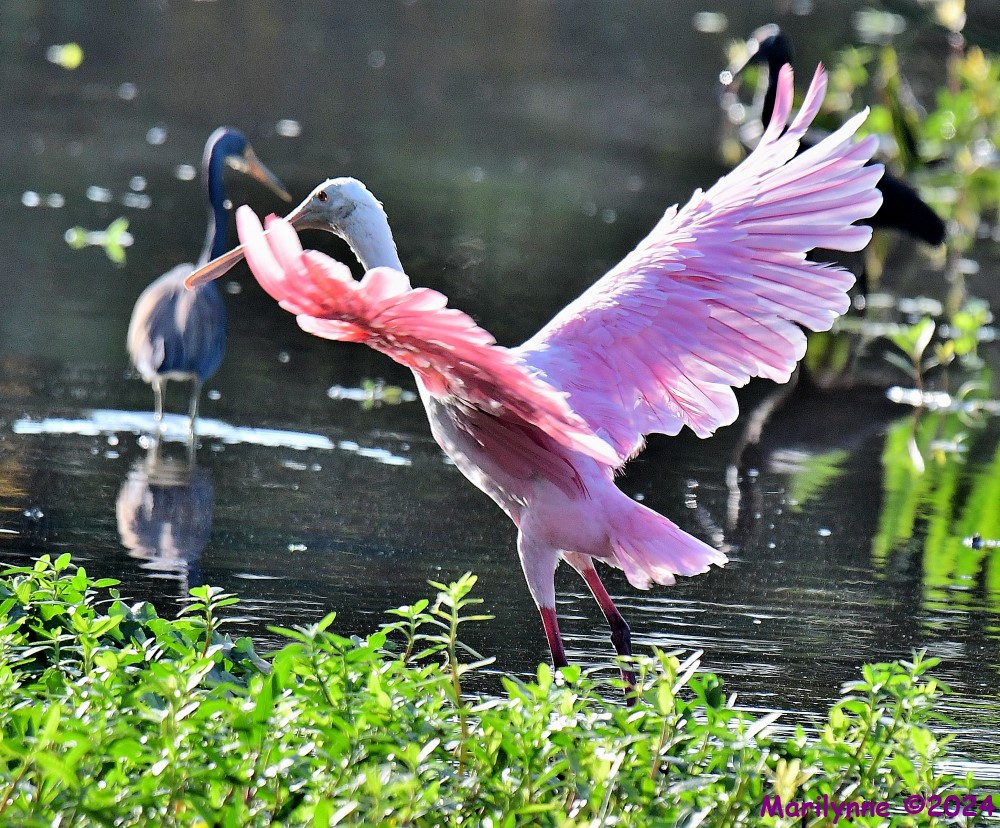 DSC_7535_001.JPG
