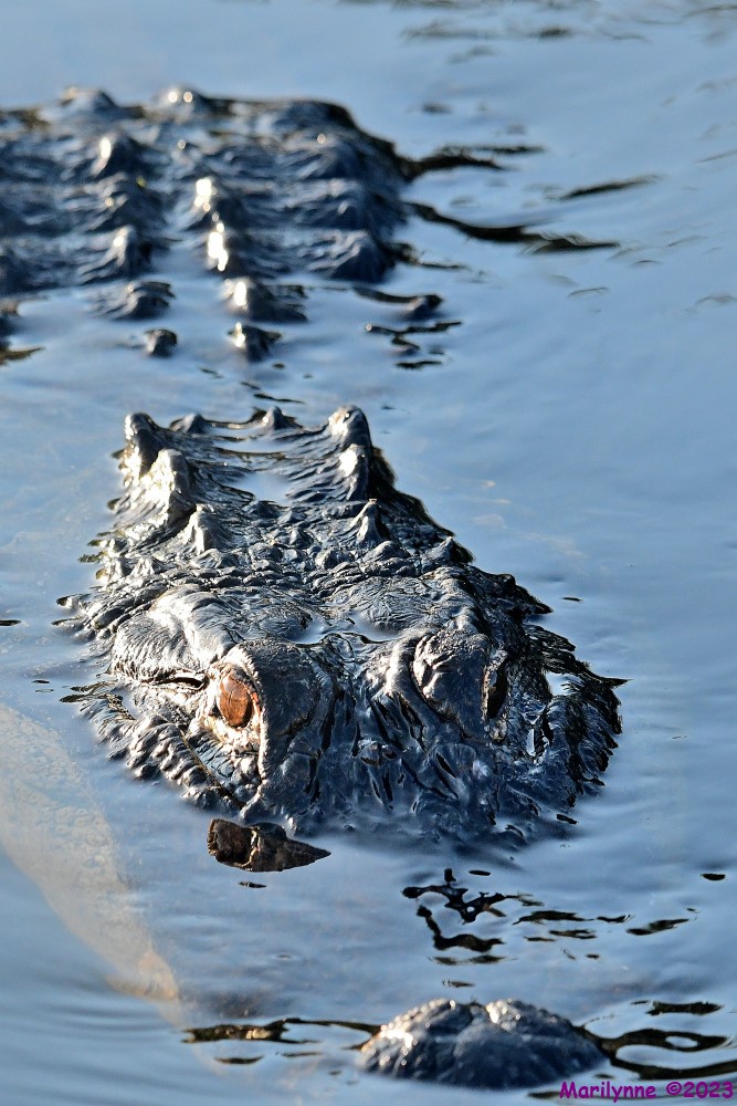 DSC_7537_001.JPG