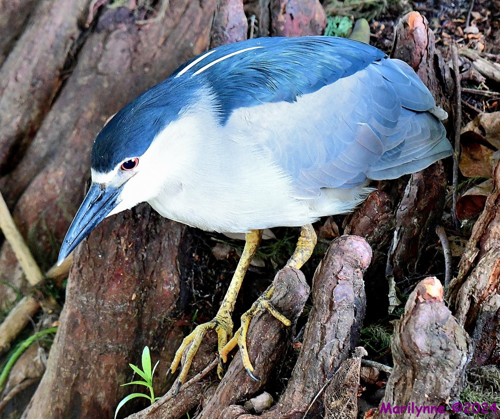 DSC_7537_001.JPG