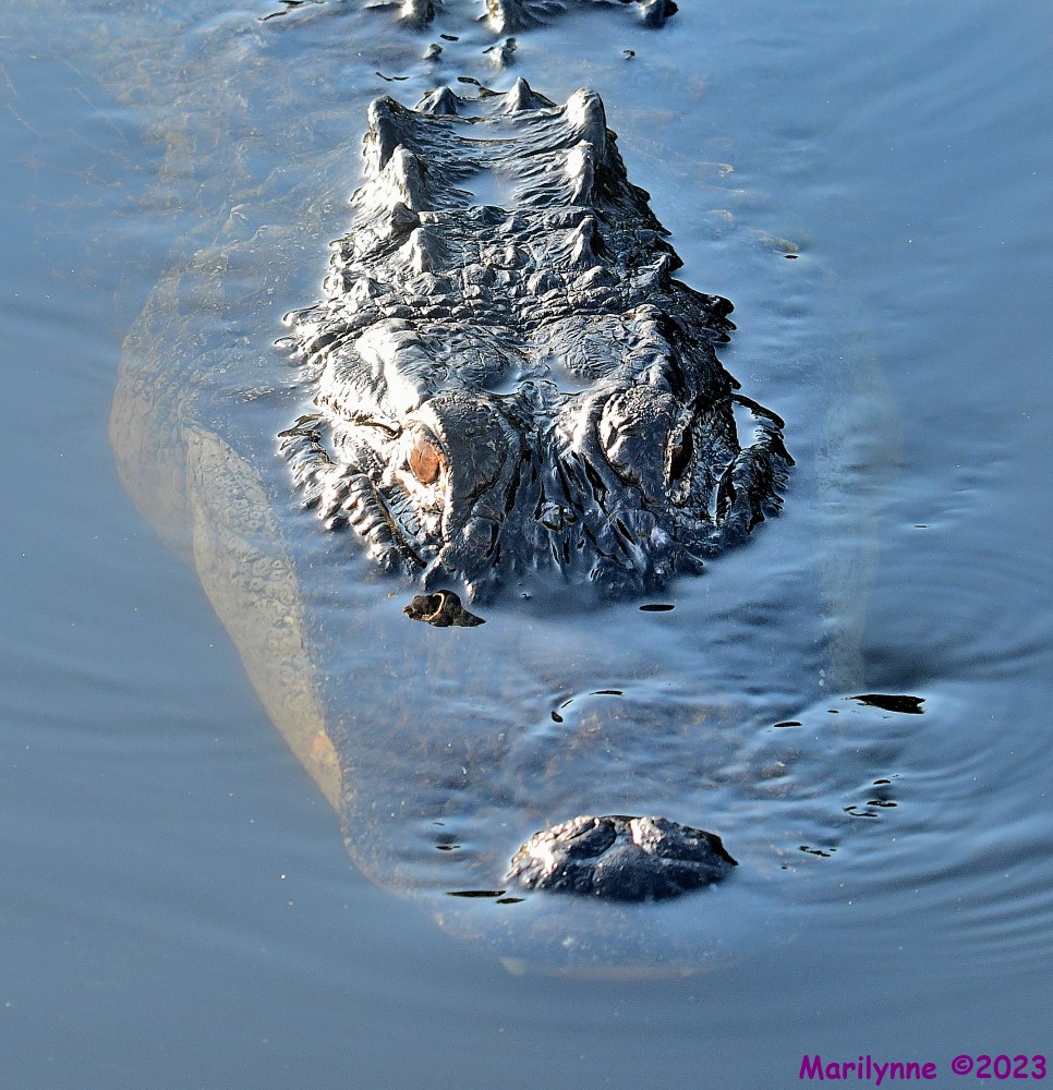 DSC_7538_001.JPG