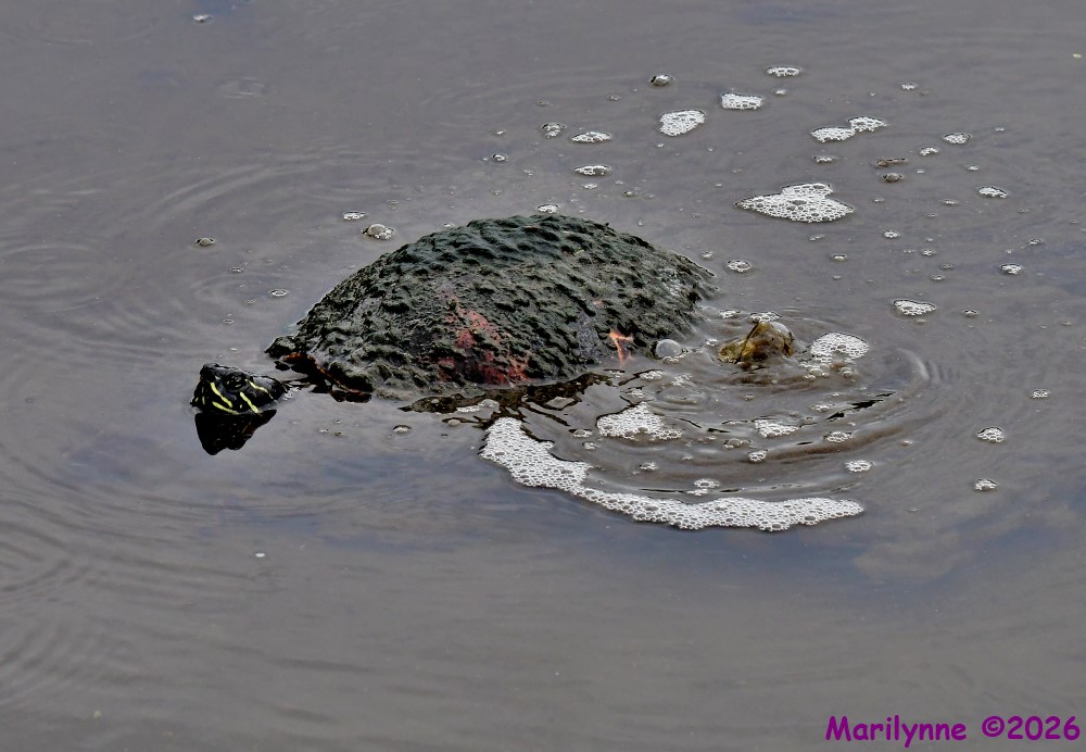 DSC_7538_001.JPG