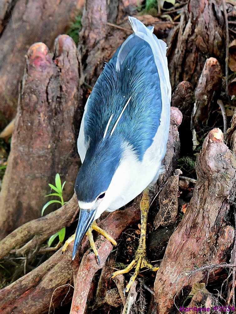 DSC_7541_001.JPG