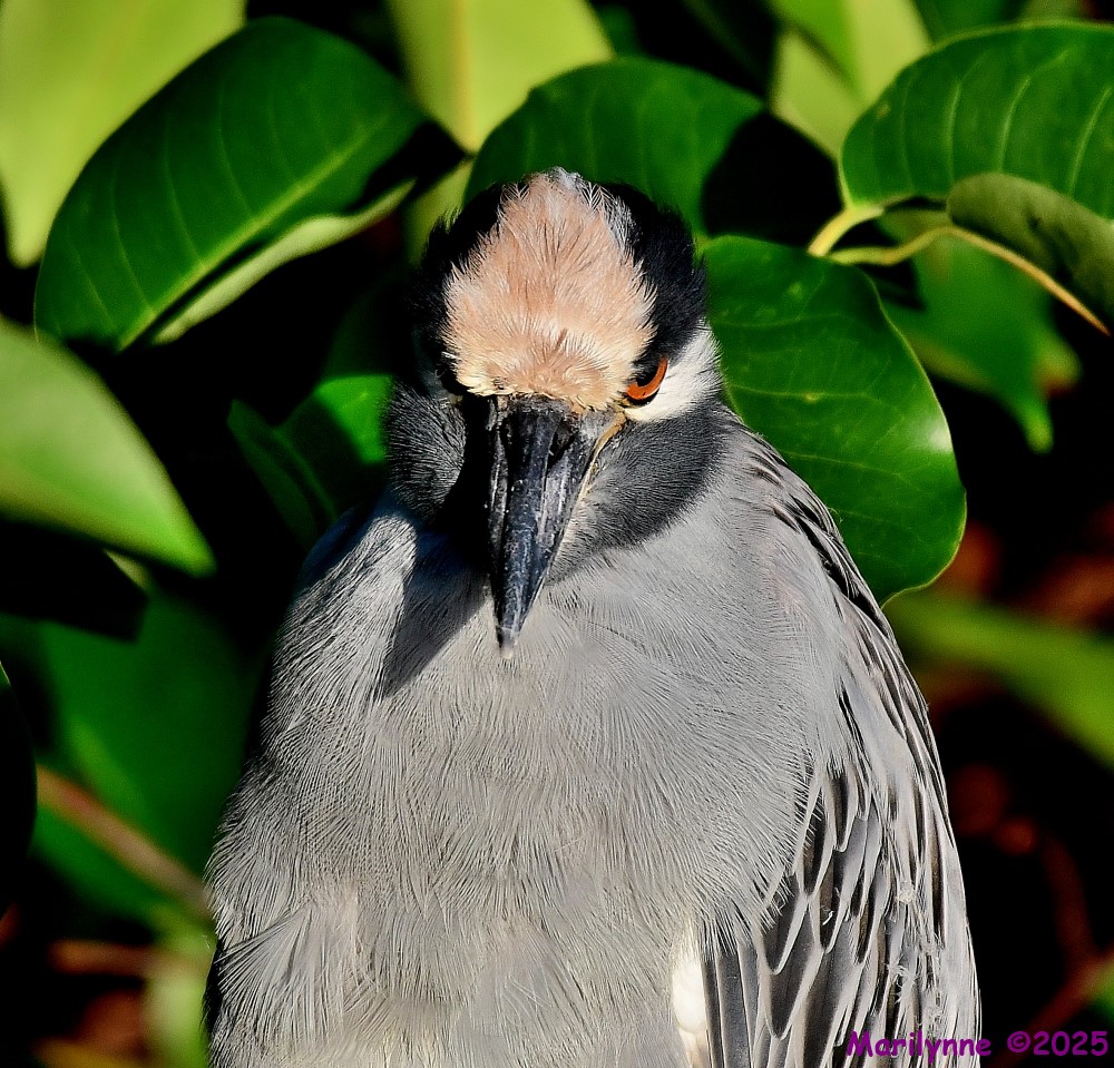 DSC_7543_001.JPG