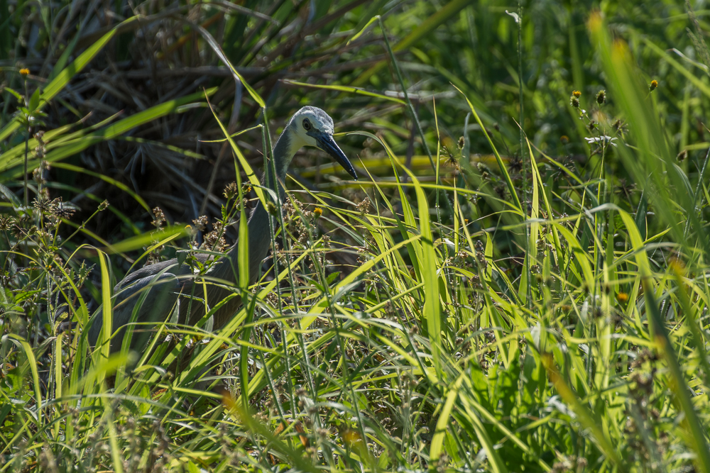 DSC_7547.jpg