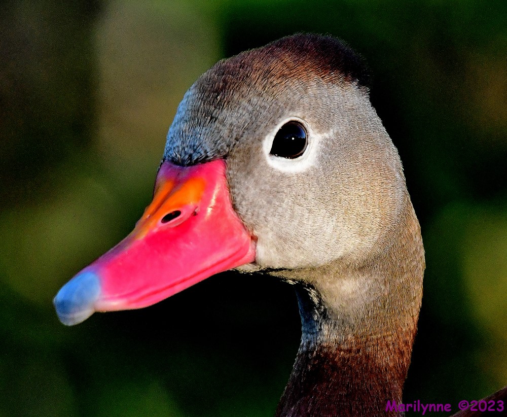 DSC_7547_001.JPG