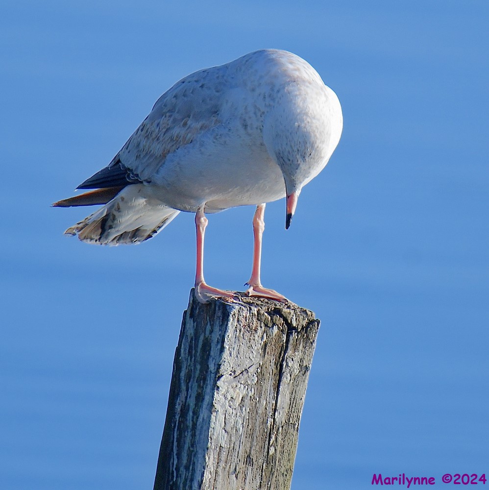 DSC_7547_001.JPG