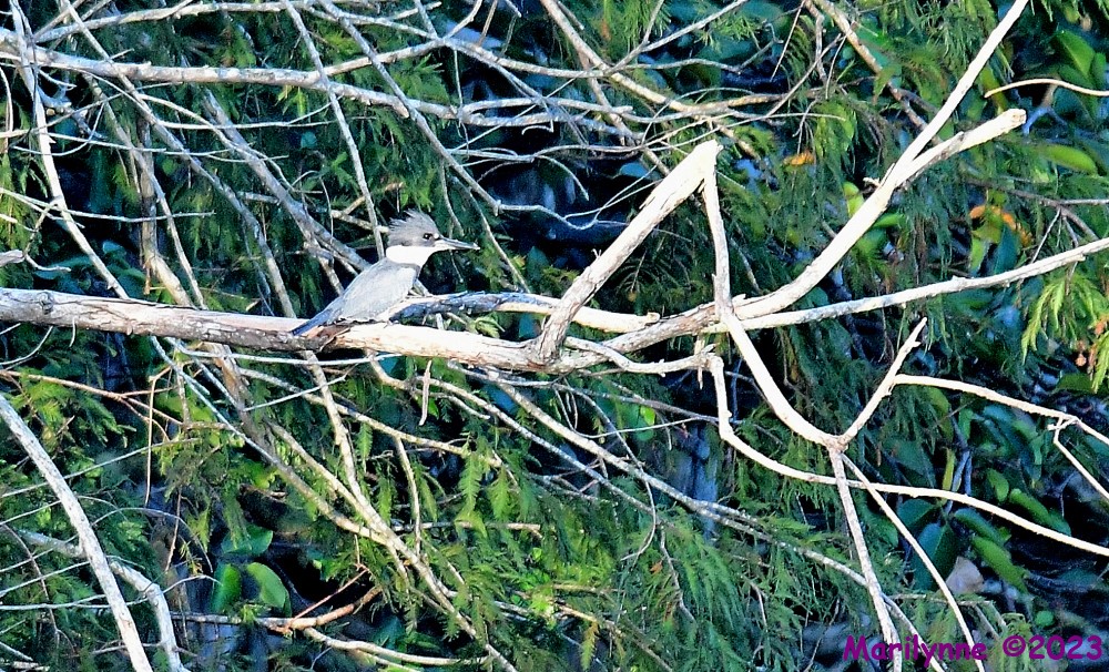 DSC_7550_001.JPG