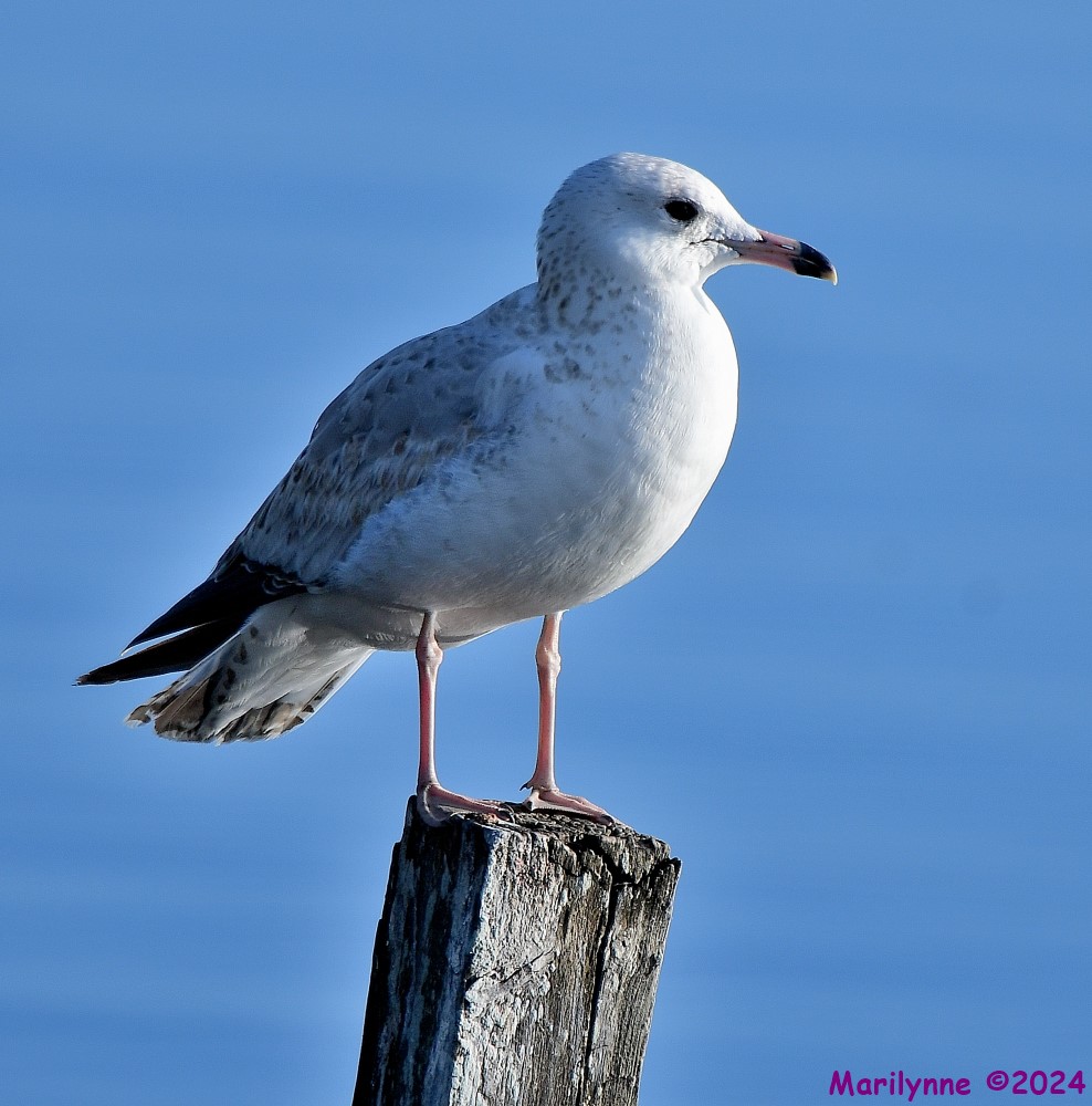 DSC_7550_001.JPG