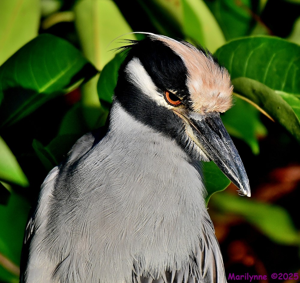 DSC_7550_001.JPG