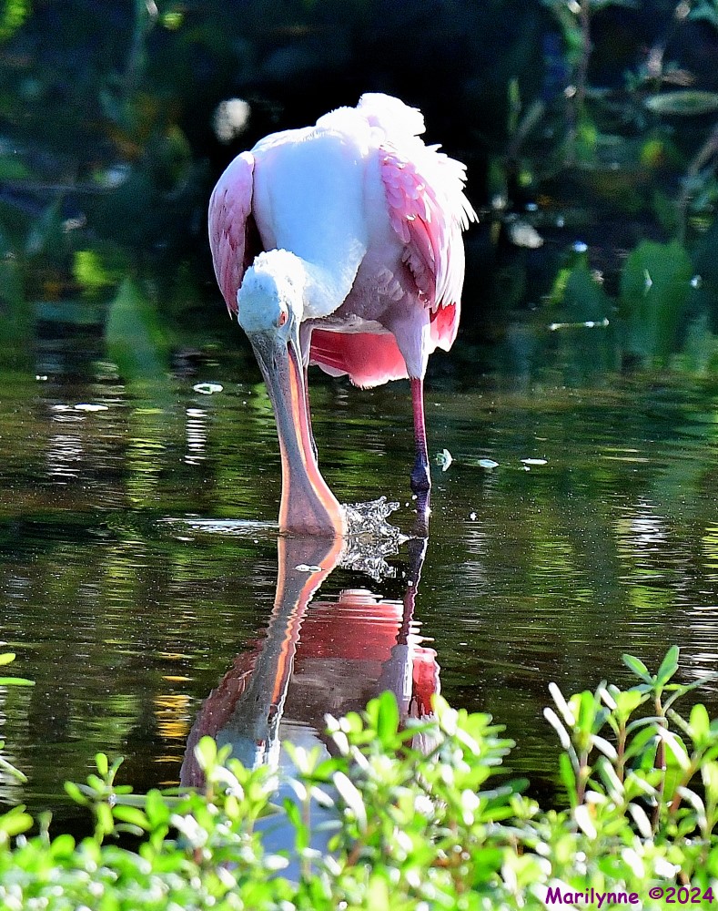 DSC_7552_001.JPG