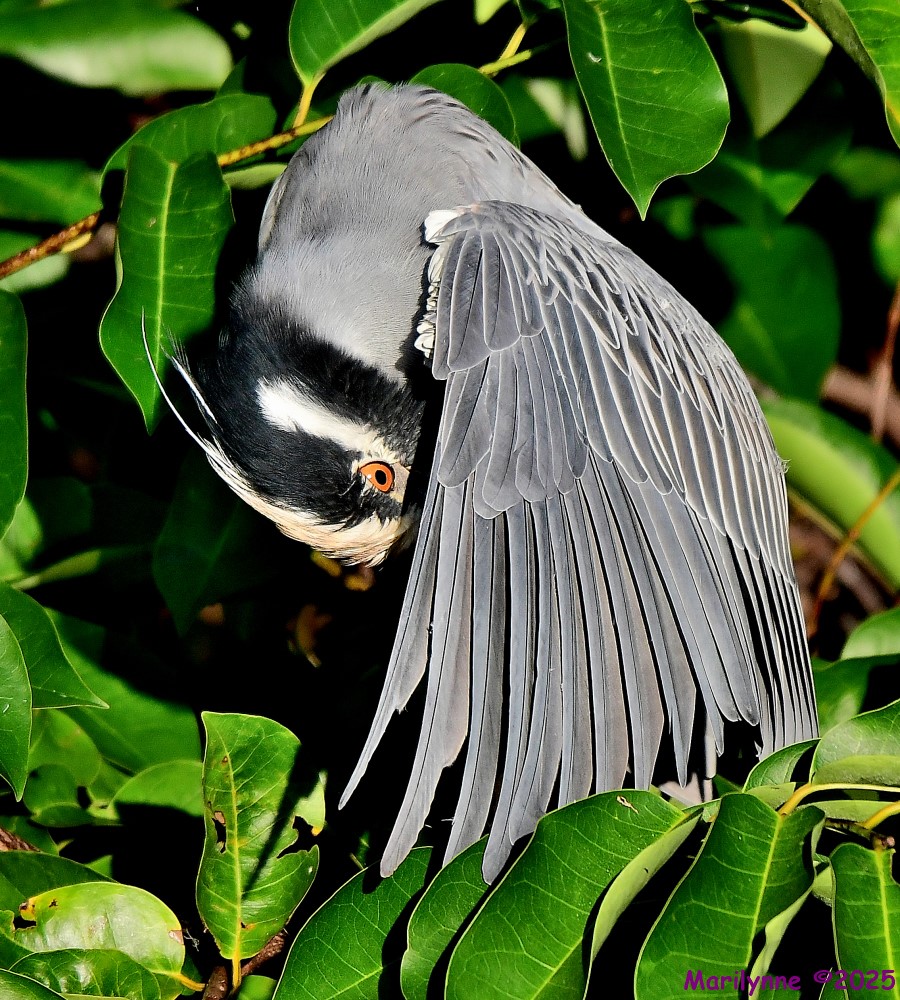 DSC_7552_001.JPG