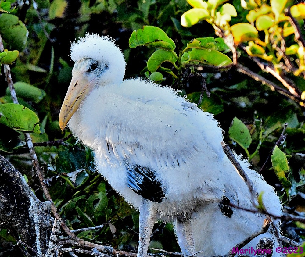 DSC_7554_001.JPG