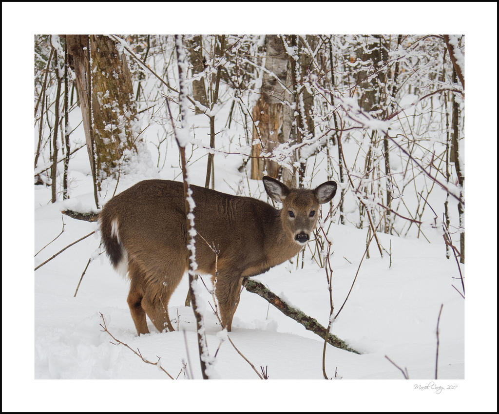 DSC_7555-Modifier.jpg