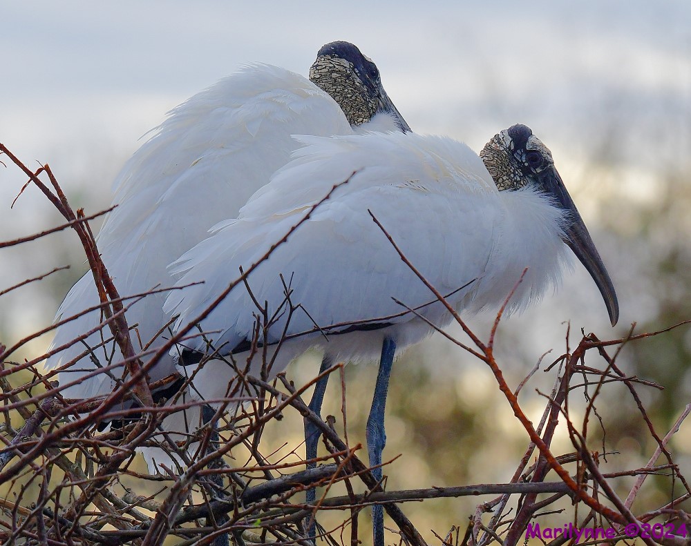 DSC_7555_001.JPG