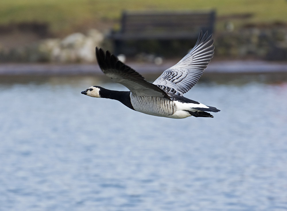 DSC_7556.jpg