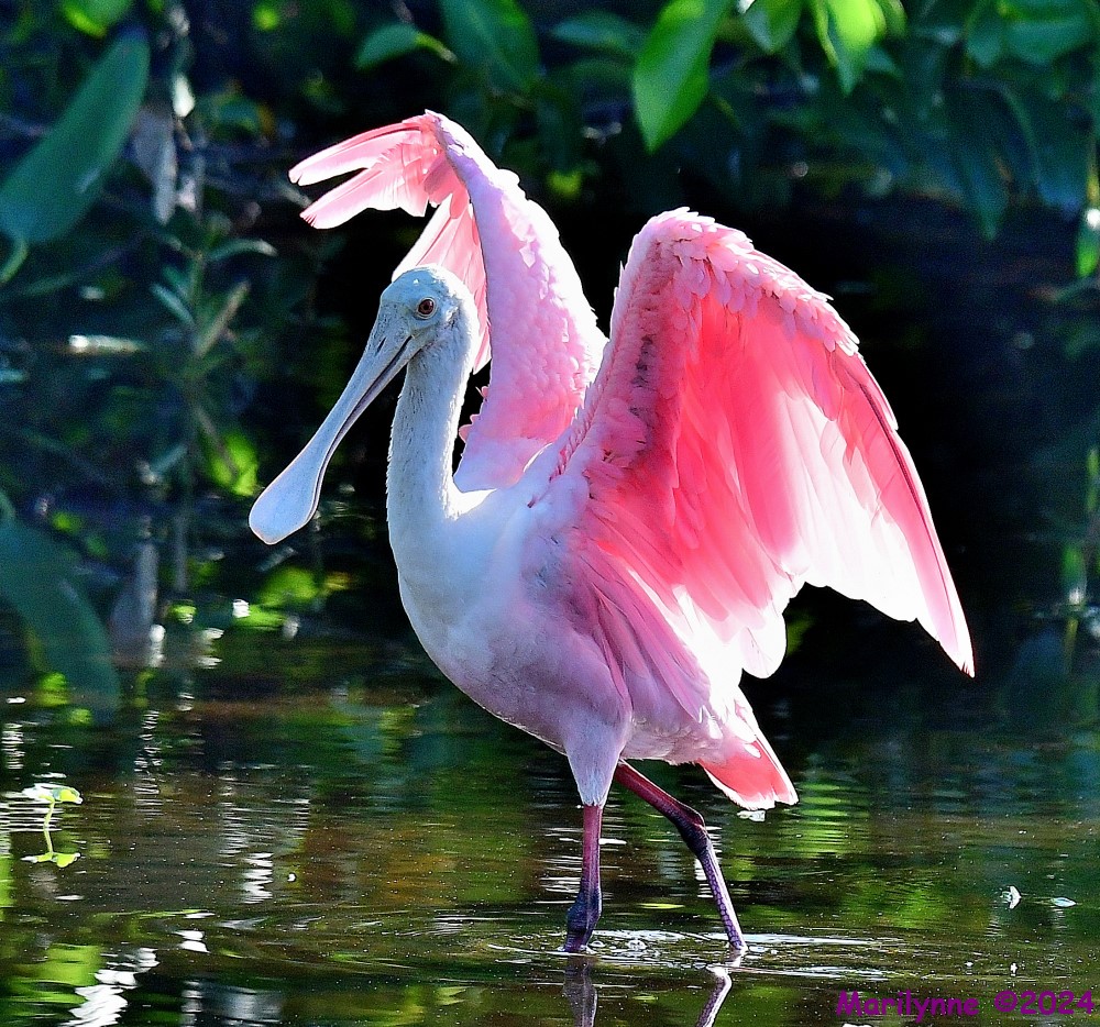 DSC_7557_001.JPG
