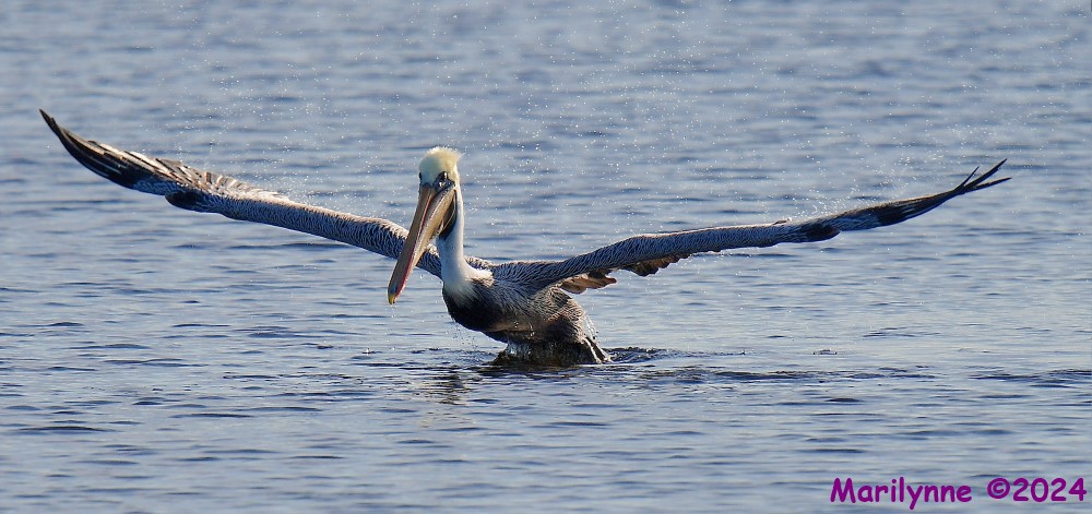 DSC_7557_001.JPG