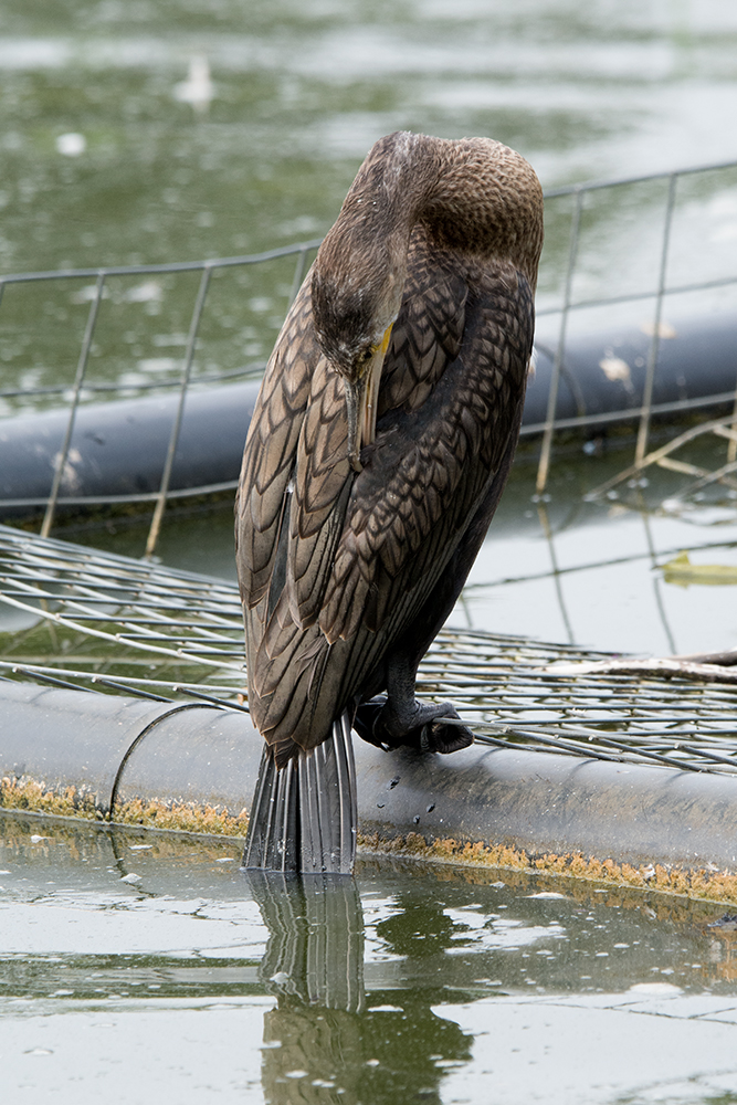DSC_7558.jpg