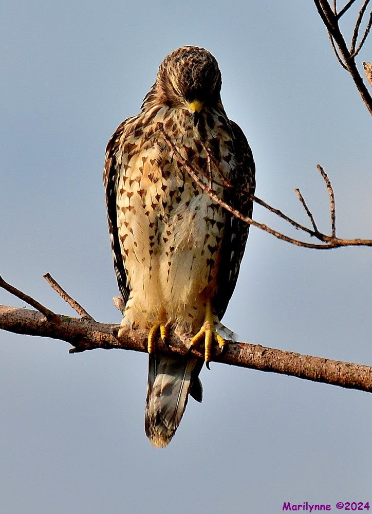 DSC_7558_001.JPG