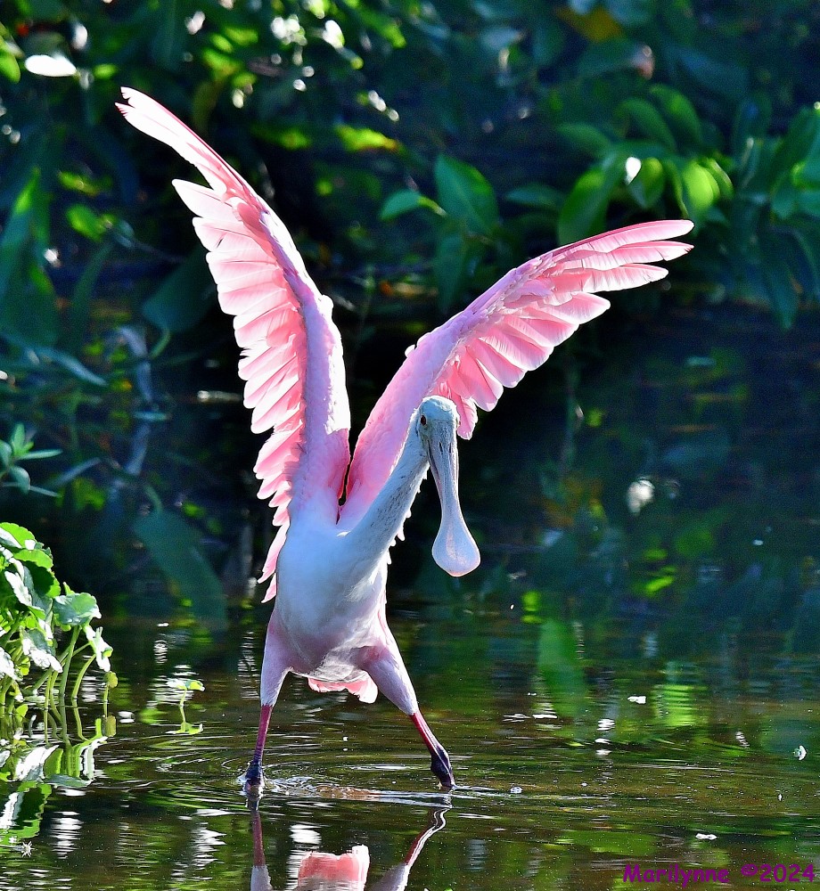 DSC_7558_001.JPG
