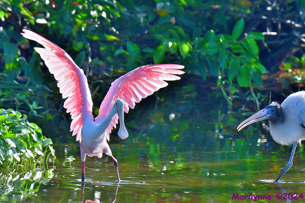 DSC_7559_001.JPG