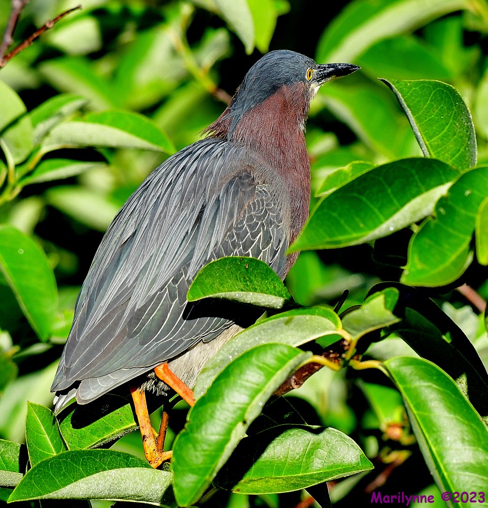 DSC_7560_001.JPG