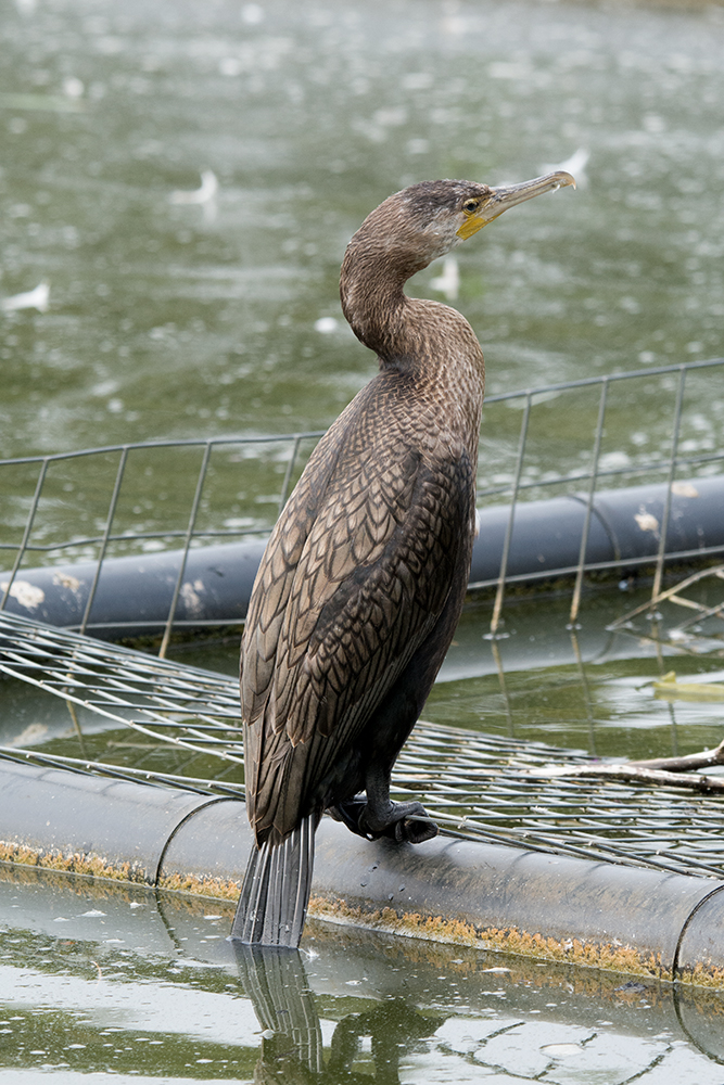 DSC_7562.jpg